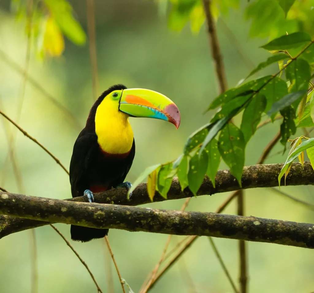 beautiful birds of belize the keel-billed toucan on a branch