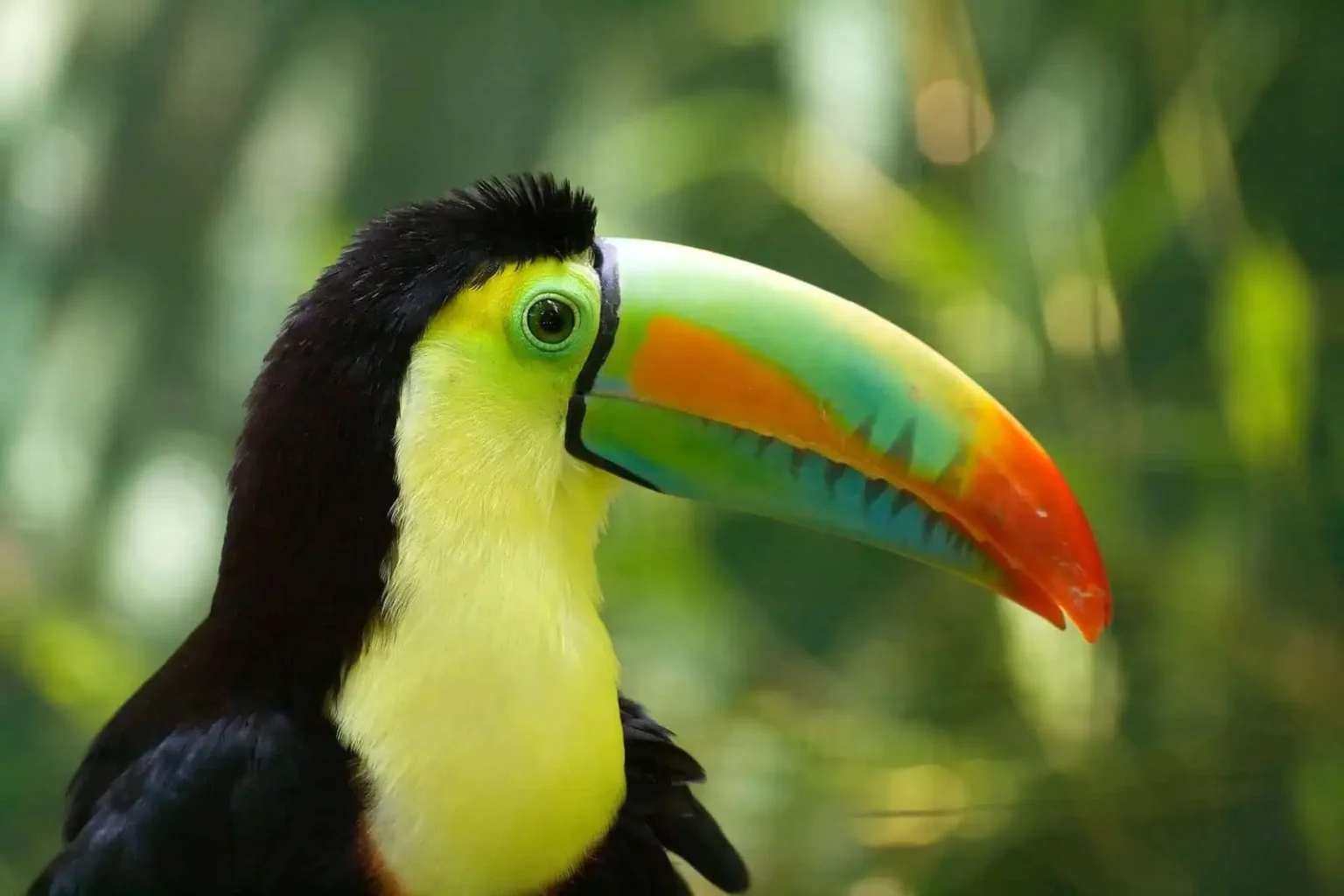 birds of belize,belize birds