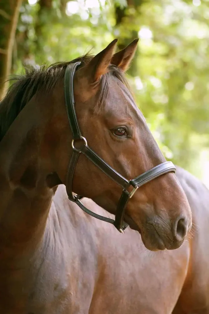 belize horseback tours,horseback riding tours in belize,horseback riding in belize,belize horseback riding