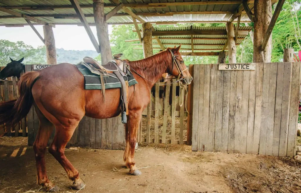 belize horseback tours,horseback riding tours in belize,horseback riding in belize,belize horseback riding