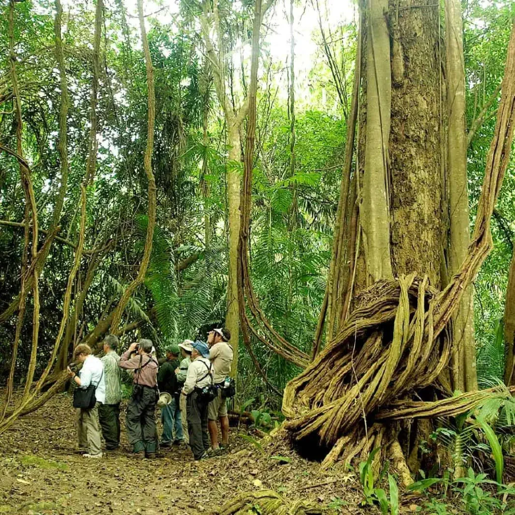 birding in belize rainforest birders birdwatching group