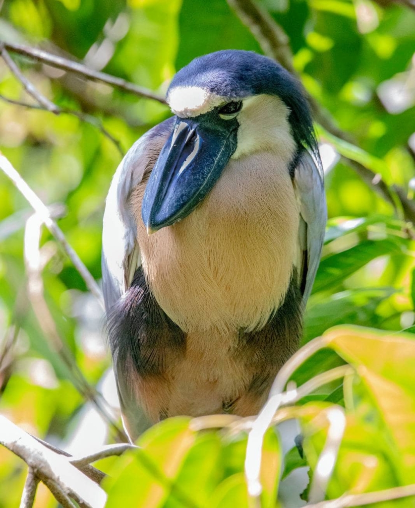 birds of belize boat billed heron posing nour villas