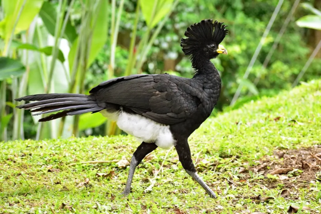 birds of belize great curassow central america nour villas