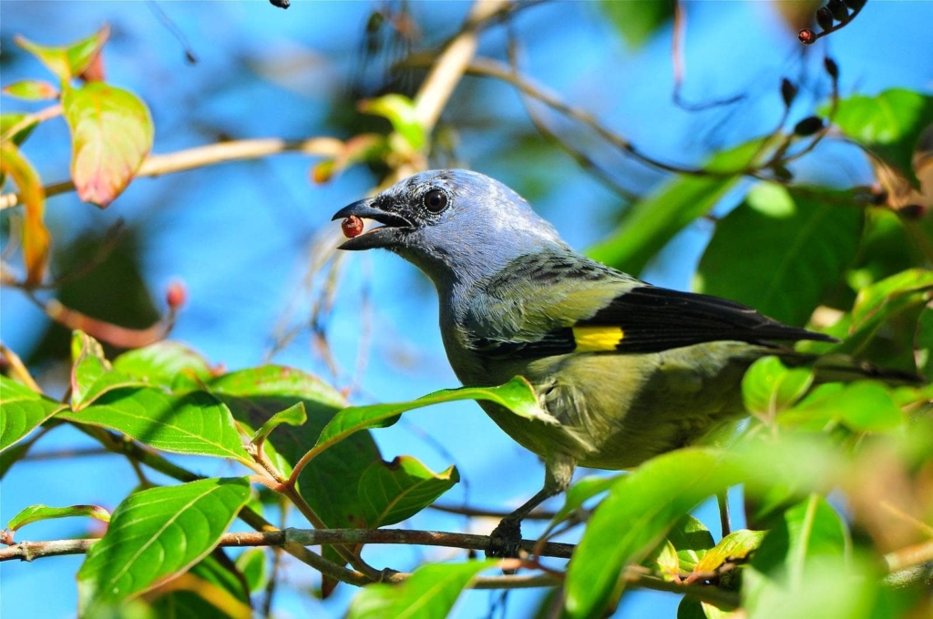 birds of belize yellow winged tanager