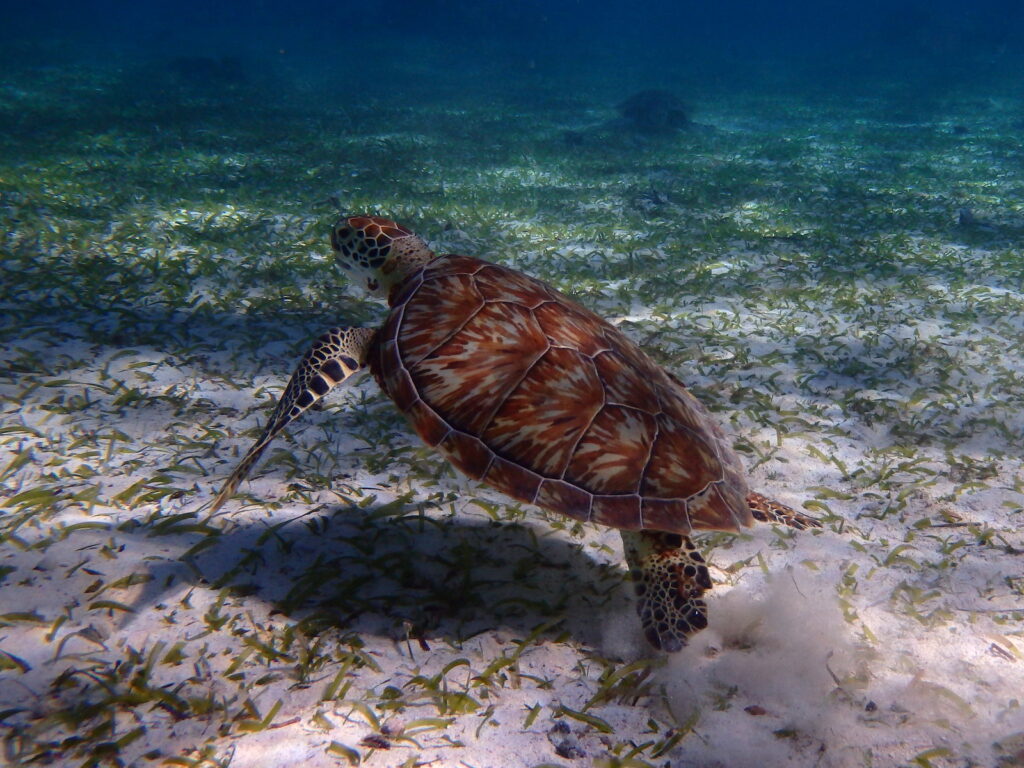 best time to visit belize snorkeling green sea turtle