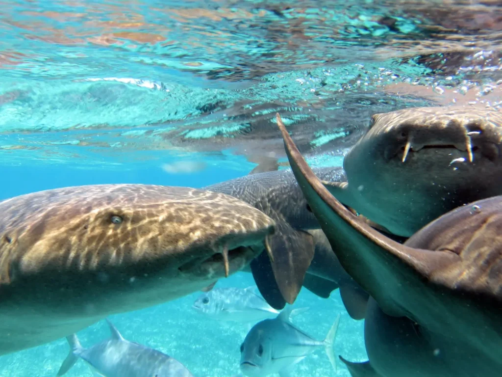 why visit belize belize barrier reef nurse sharks