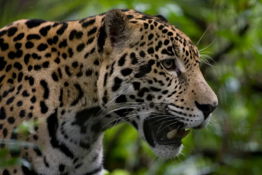 why visit belize wildlife jaguar belize zoo