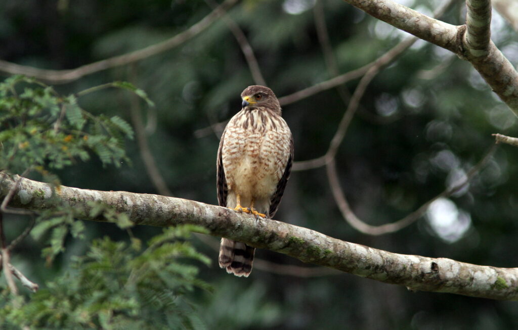 belize birds roadside hawk juveline birding nour villas