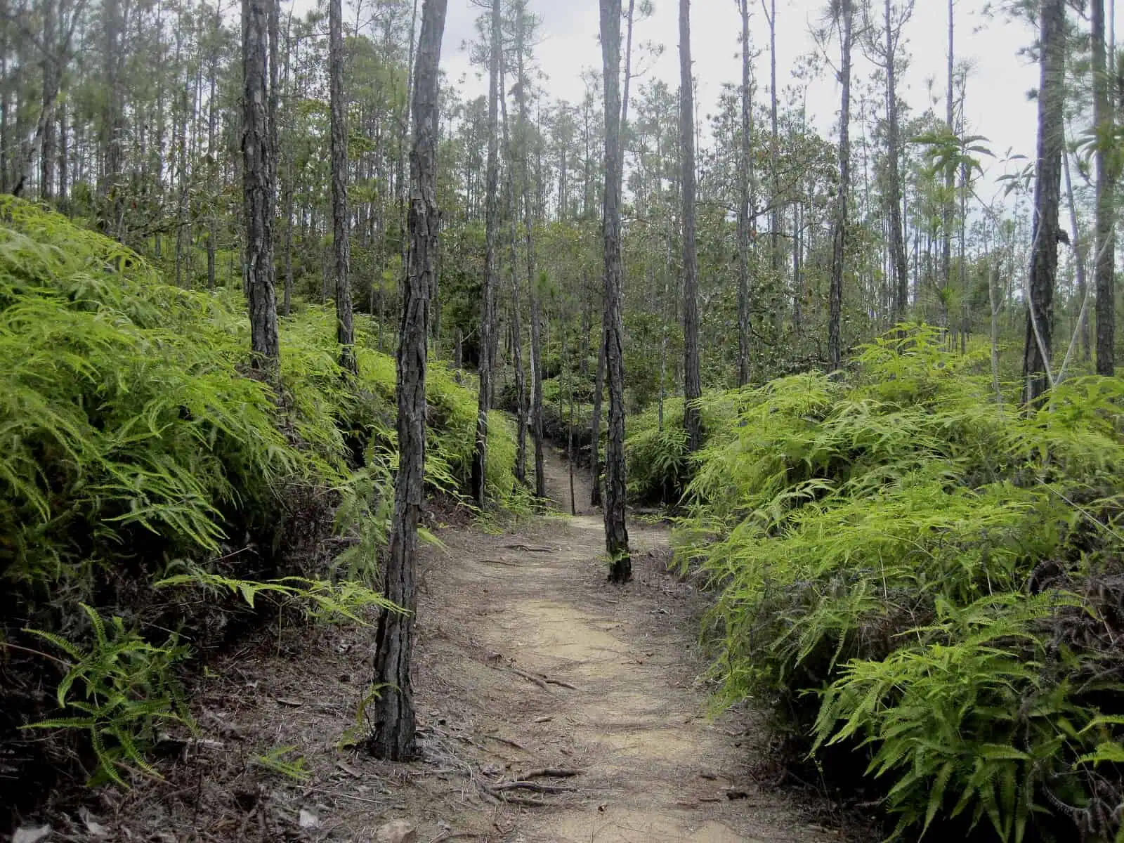 hiking trail mountain pine ridge belize nour villas