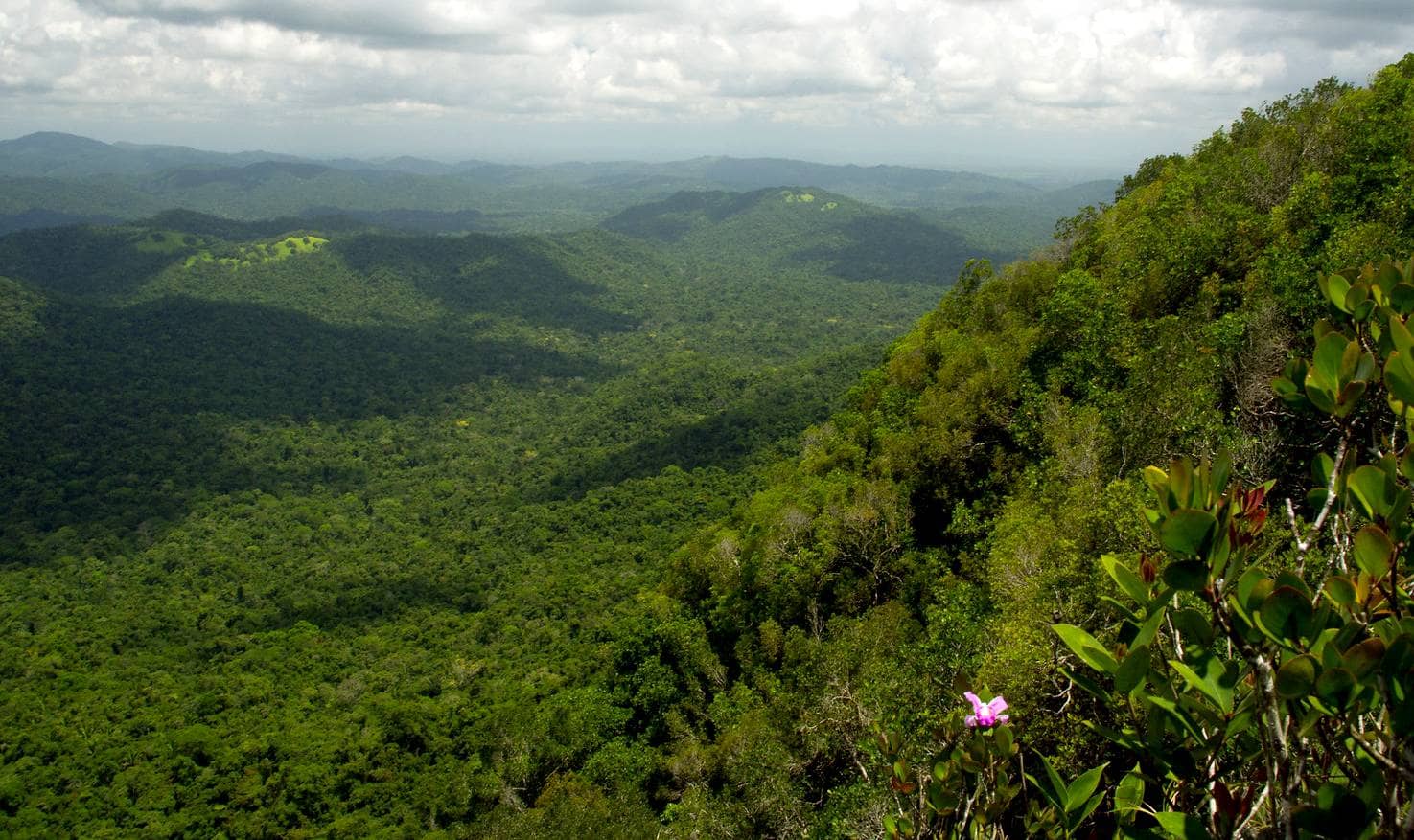 belize birdwatching hotspots destinations cockscomb basin wildlife sanctuary